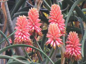 The Succulent Garden - Tips by Random Harvest Plant Nursery